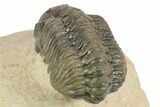 Detailed Reedops Trilobite - Aatchana, Morocco #249807-4